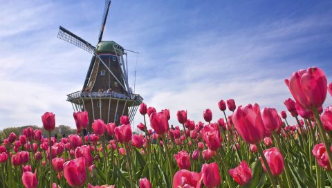 Тюльпаны, цветы, поле, мельница, небо, нидерланды