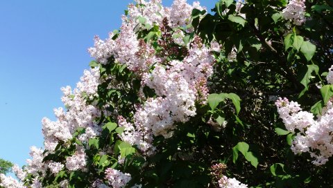 Лилия, цветение, кустарник, весна, зелень