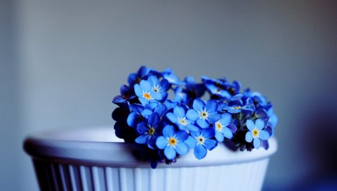 Me-nots, цветы, горшок, крупный план