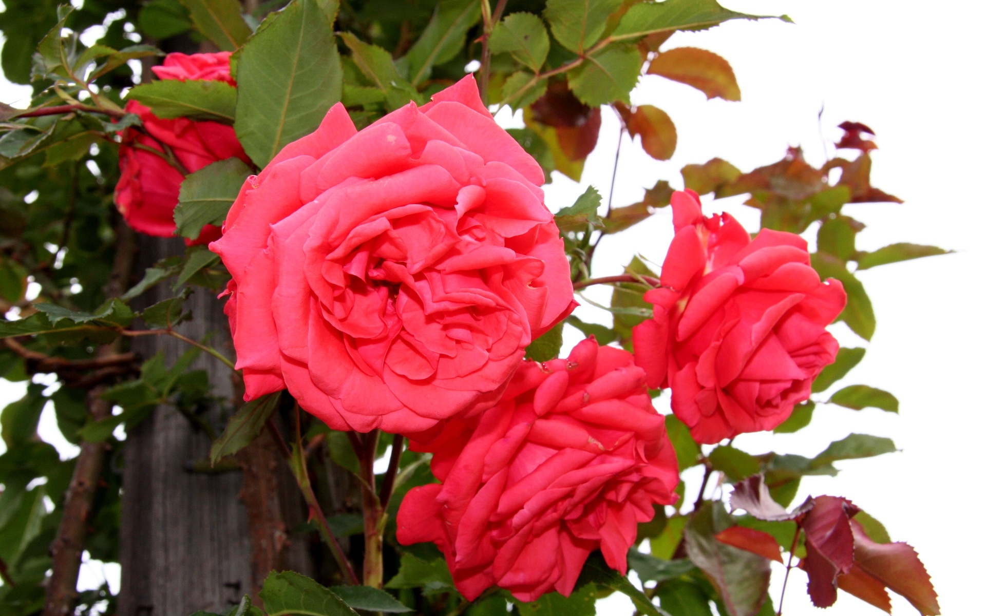 Картинки Розы, цветы, кусты, сад, зеленый, зависимость фото и обои на рабочий стол