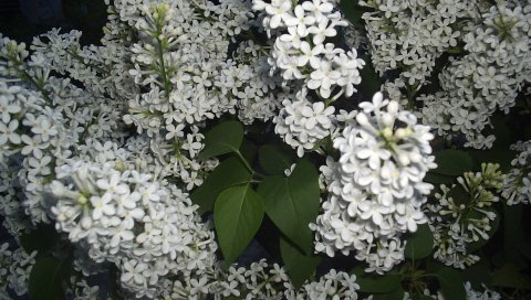 Сирени, веточки, цветок, белый, весна