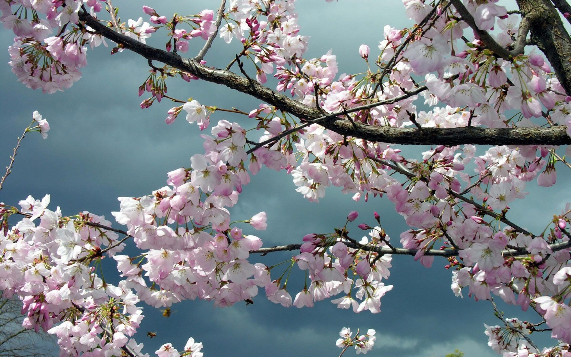 Картинки Цветы, ветки, дерево, весна, небо, облачно фото и обои на рабочий стол