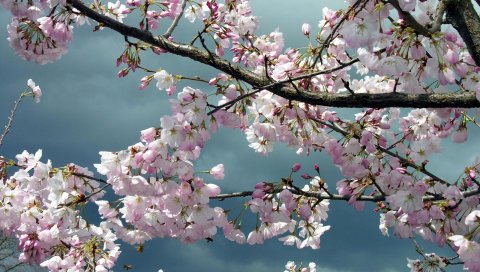 Цветы, ветки, дерево, весна, небо, облачно