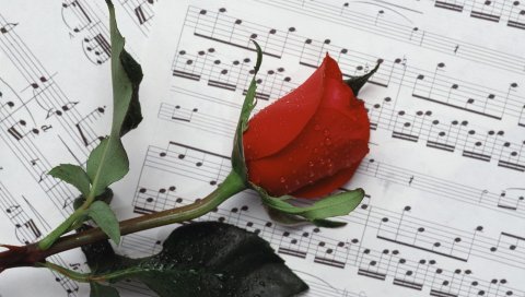 Роза, цветок, капля, заметки, музыка