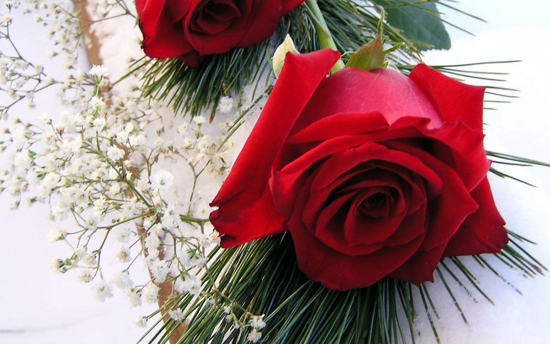 Картинки Розы, цветы, пара, гипсофила, иголки, снег, зима фото и обои на рабочий стол