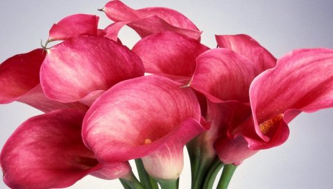Каллы, цветы, розовые, цветы