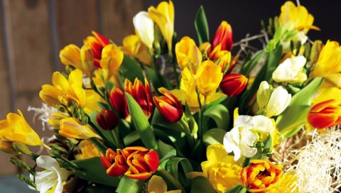 Тюльпаны, цветы, нарциссы, цветок, весна, шик, шоппинг