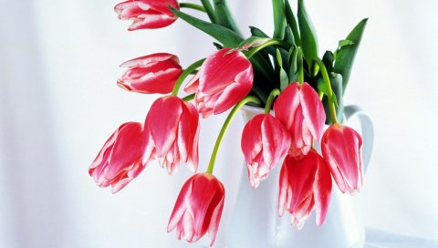 Тюльпаны, цветы, красочный, цветок, кувшин