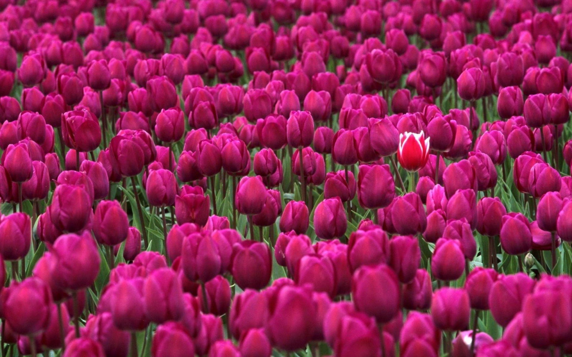 Красивые цветы тюльпаны фото