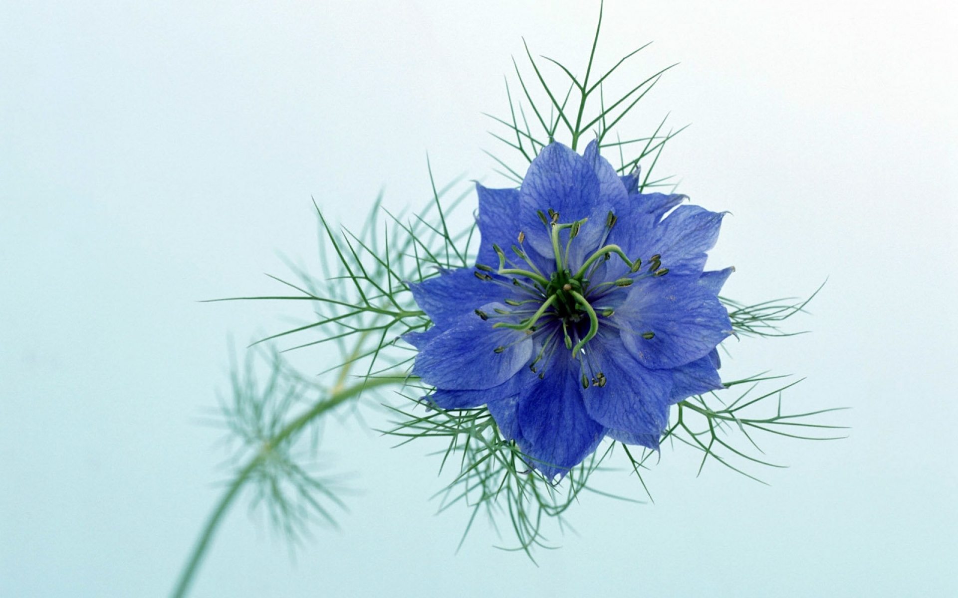 Картинки Nigella, цветок, фон, стебель фото и обои на рабочий стол