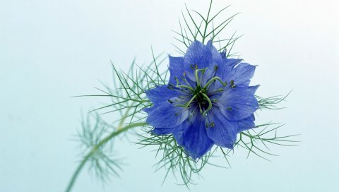 Nigella, цветок, фон, стебель