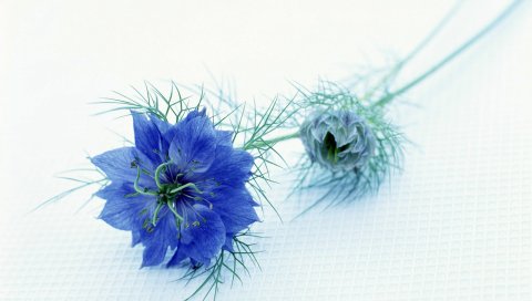 Nigella, цветок, стебель, пара