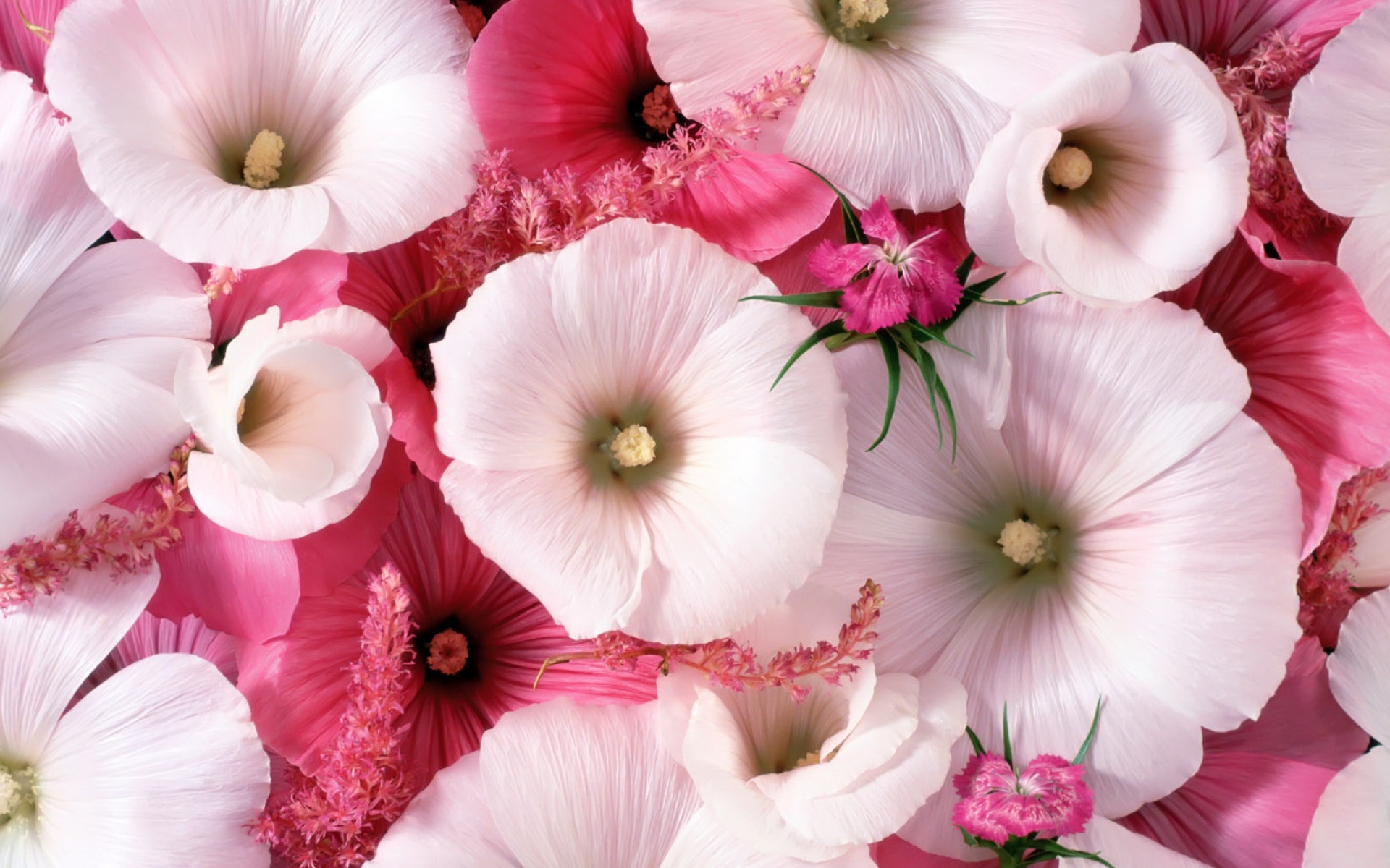 Картинки Lavatera, цветы, сад, пыльца, крупный план фото и обои на рабочий стол