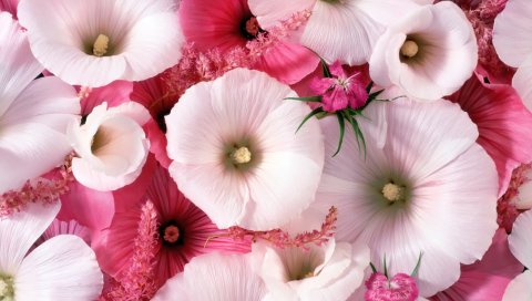 Lavatera, цветы, сад, пыльца, крупный план
