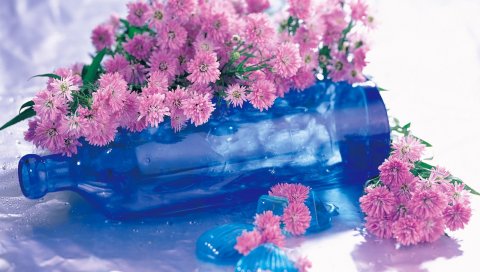 Хризантема, цветы, бутылка, ложь, раковины
