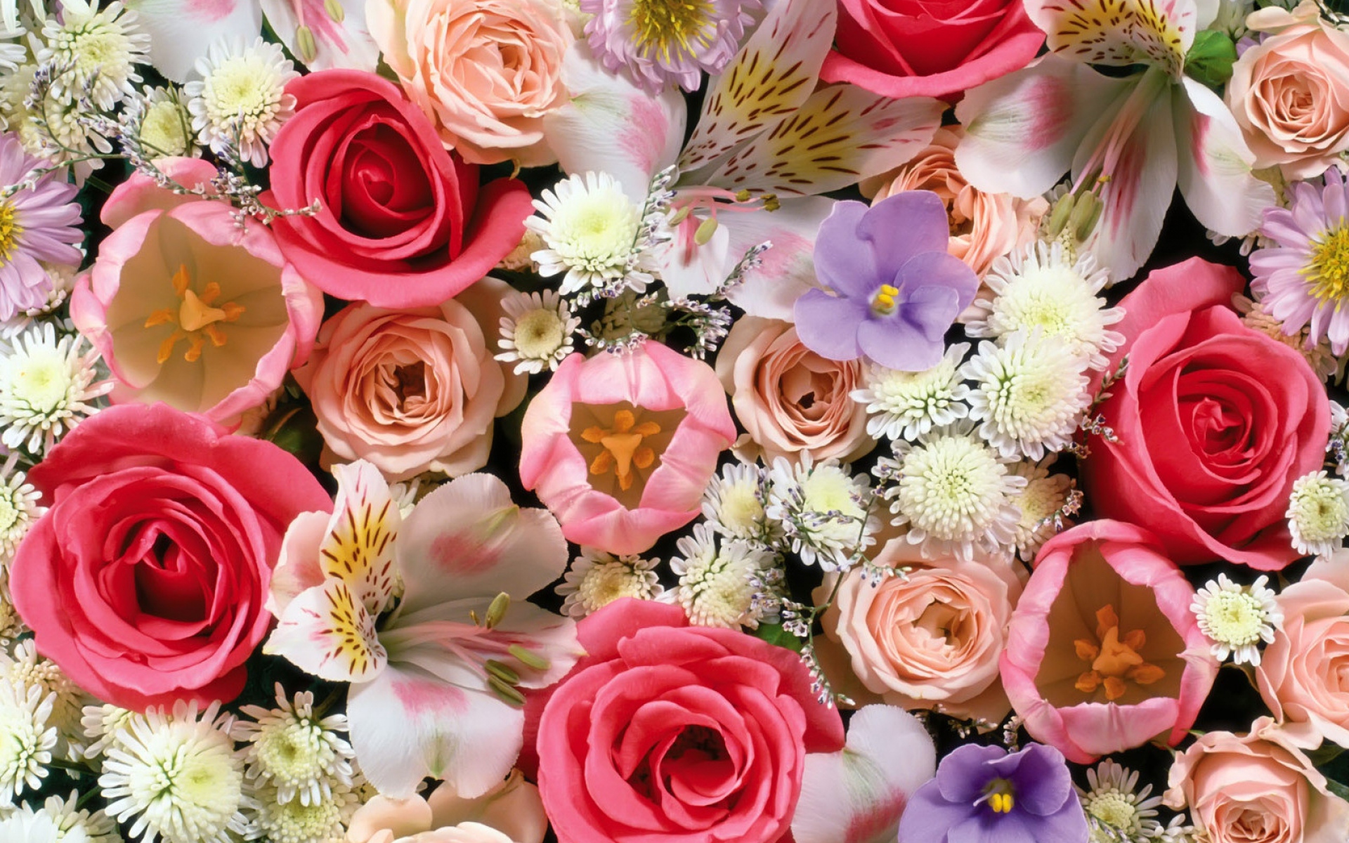 Картинки Розы, лилии, тюльпаны, цветы, ассорти фото и обои на рабочий стол