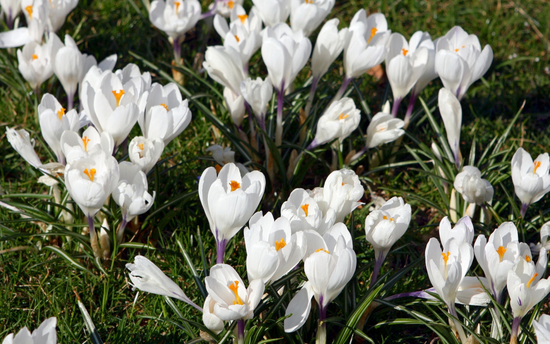 Белые весенние цветы похожие на подснежники название фото