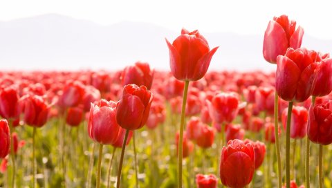 Тюльпаны, цветы, солнце, гольф, горизонт
