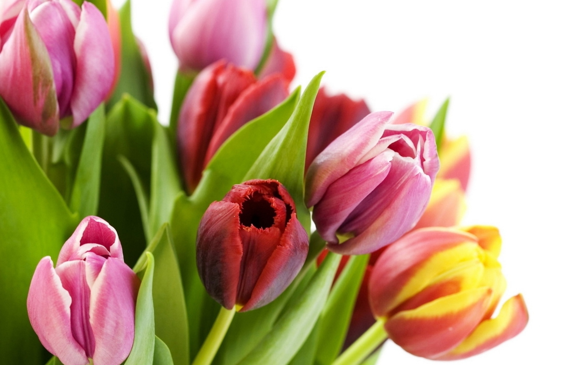 Картинки Тюльпаны, цветы, букеты, зелень, весна фото и обои на рабочий стол
