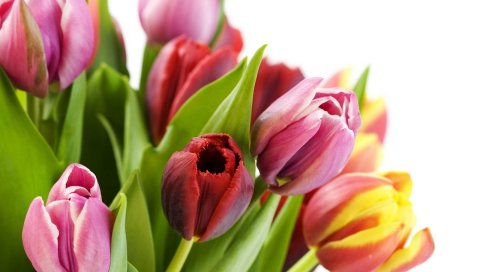 Тюльпаны, цветы, букеты, зелень, весна