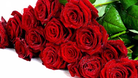 Розы, цветы, букет, красный, элегантный, капли