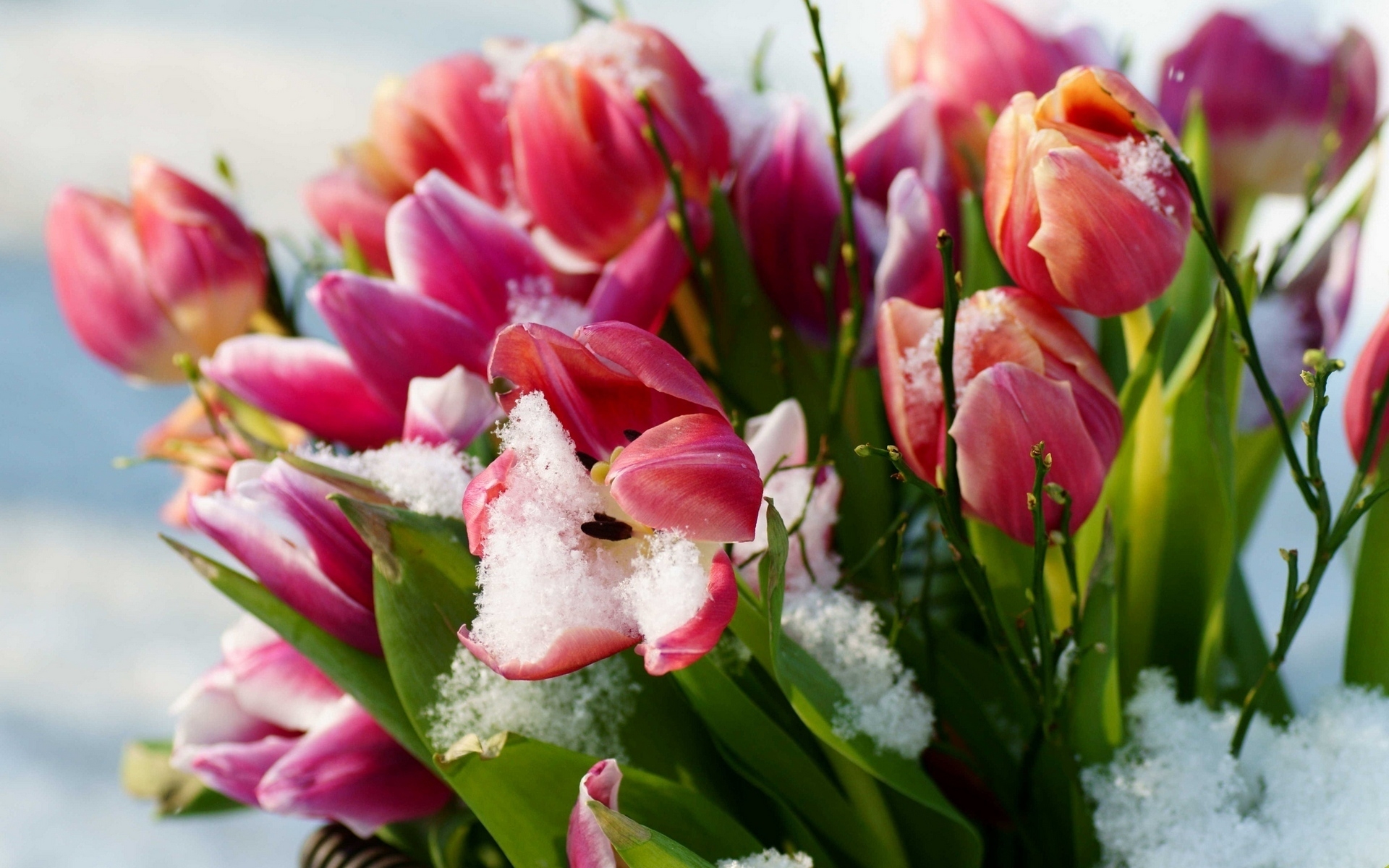 Картинки Тюльпаны, цветы, снег, холод фото и обои на рабочий стол