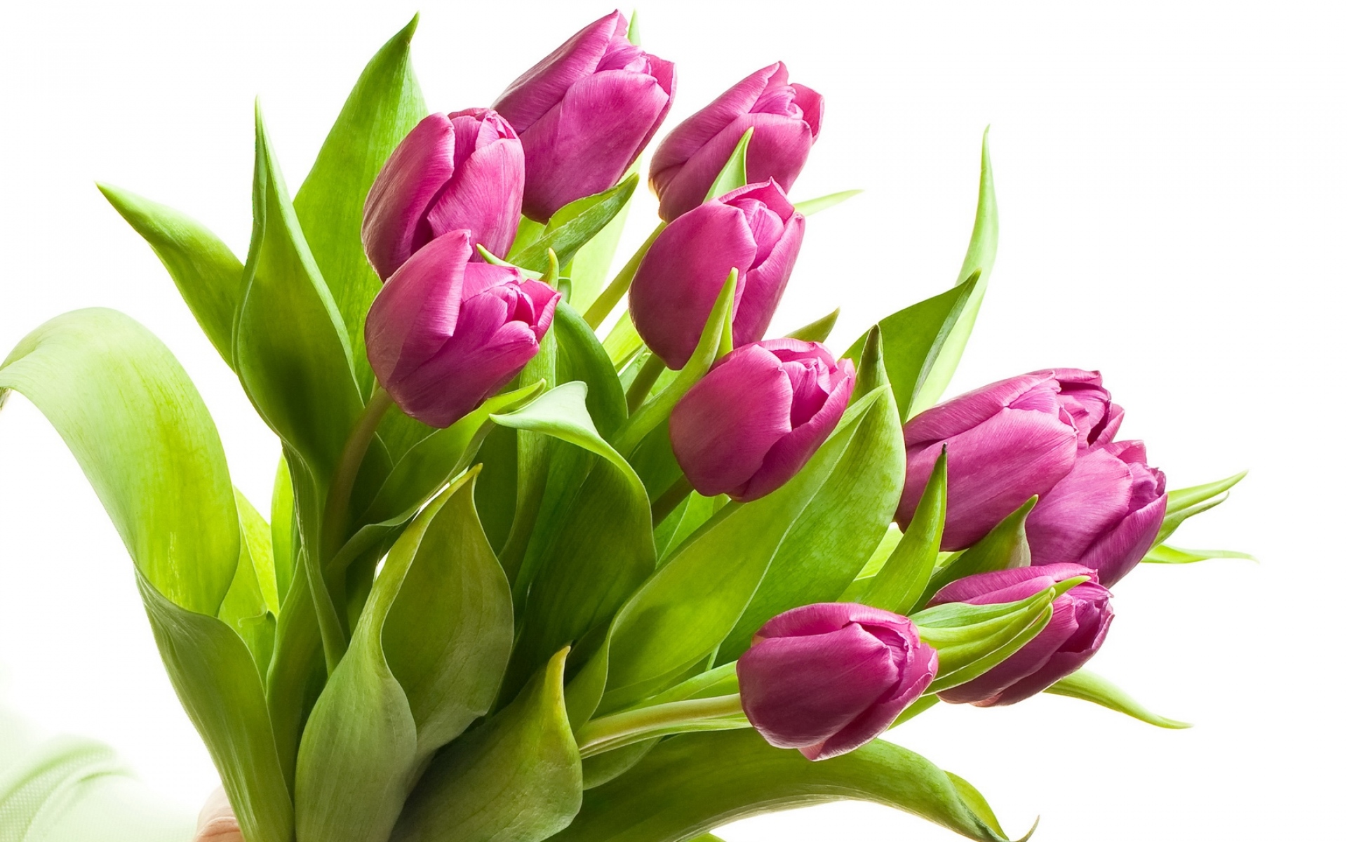 Картинки Тюльпаны, цветы, цветок, листья, весна фото и обои на рабочий стол