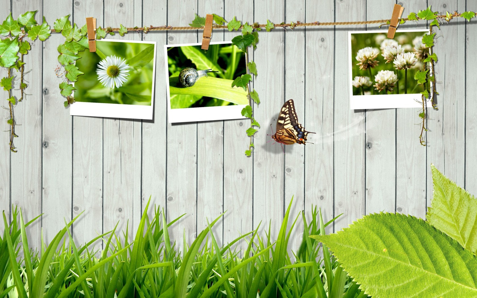 Картинки Трава, забор, фотокарточки, бабочка, листья фото и обои на рабочий стол