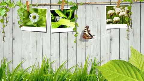 Трава, забор, фотокарточки, бабочка, листья