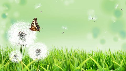 Одуванчики, бабочка, трава, природа