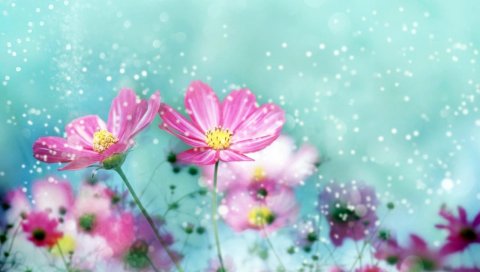 Цветы, капли, спреи, размытие, свежесть