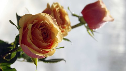 Розы, цветы, резкость, почки, крупный план