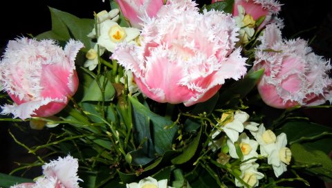 Тюльпаны, цветы, махровые, букет, весна