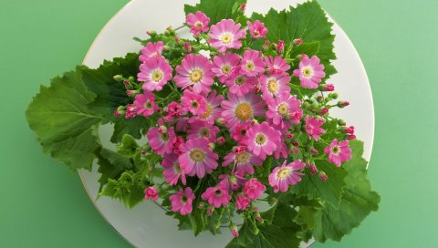 Цветы, плита, маленькие, листья