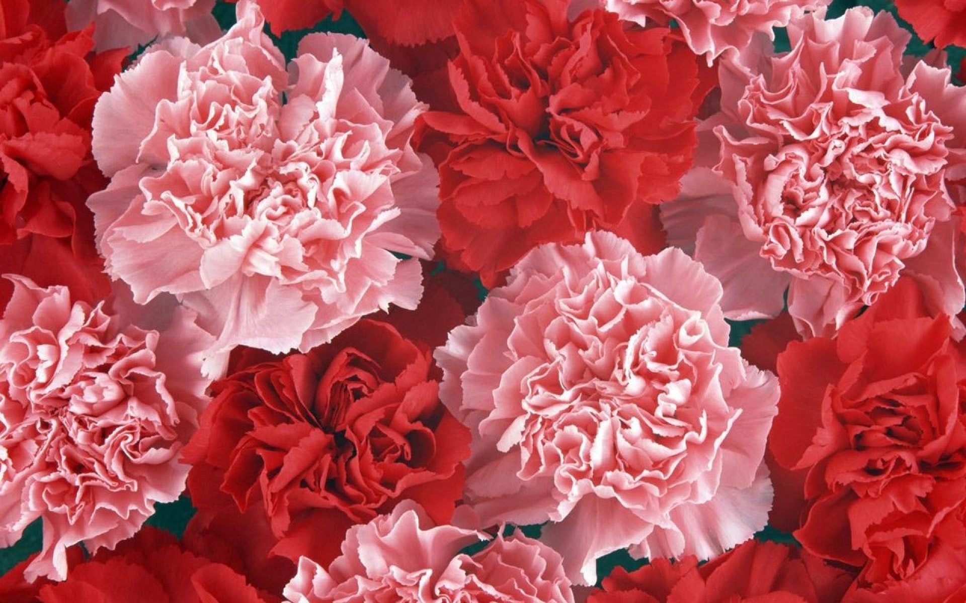 Гвоздика Carnation