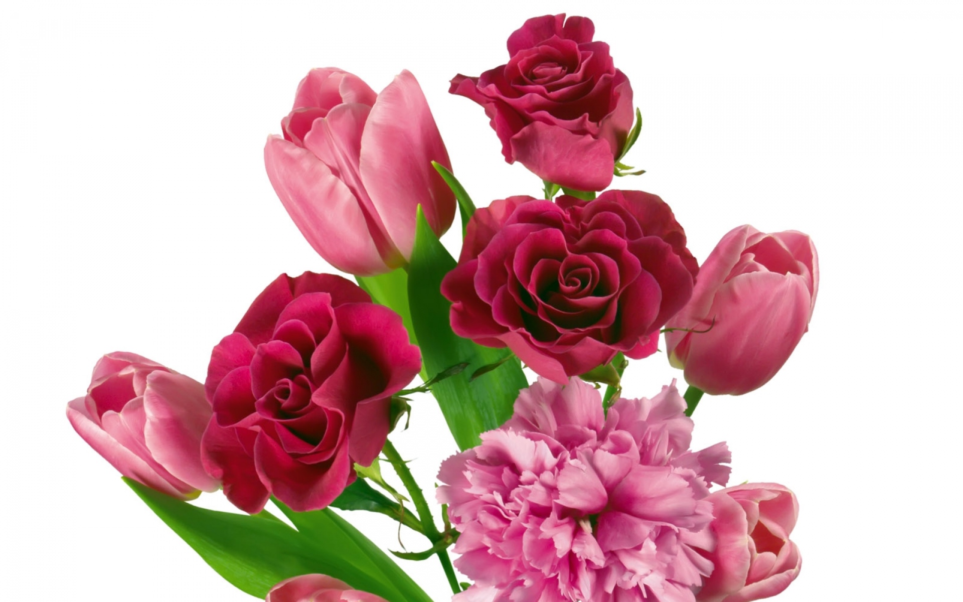Картинки Розы, тюльпаны, гвоздики, букеты, нежность фото и обои на рабочий стол