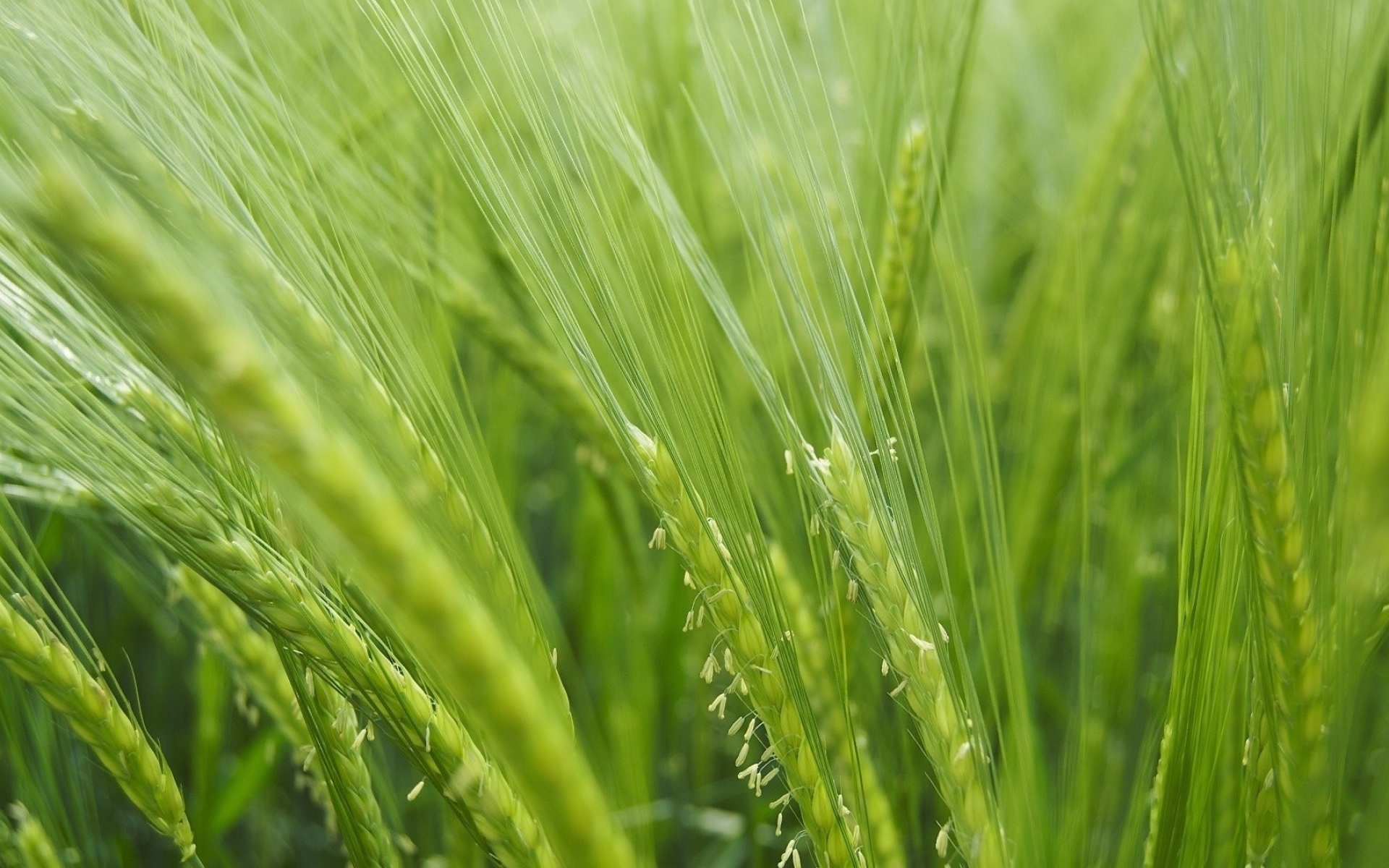 Зеленое жито. Зеленые колосья пшеницы. Природа зелень. Зеленое поле. Пшеница трава.
