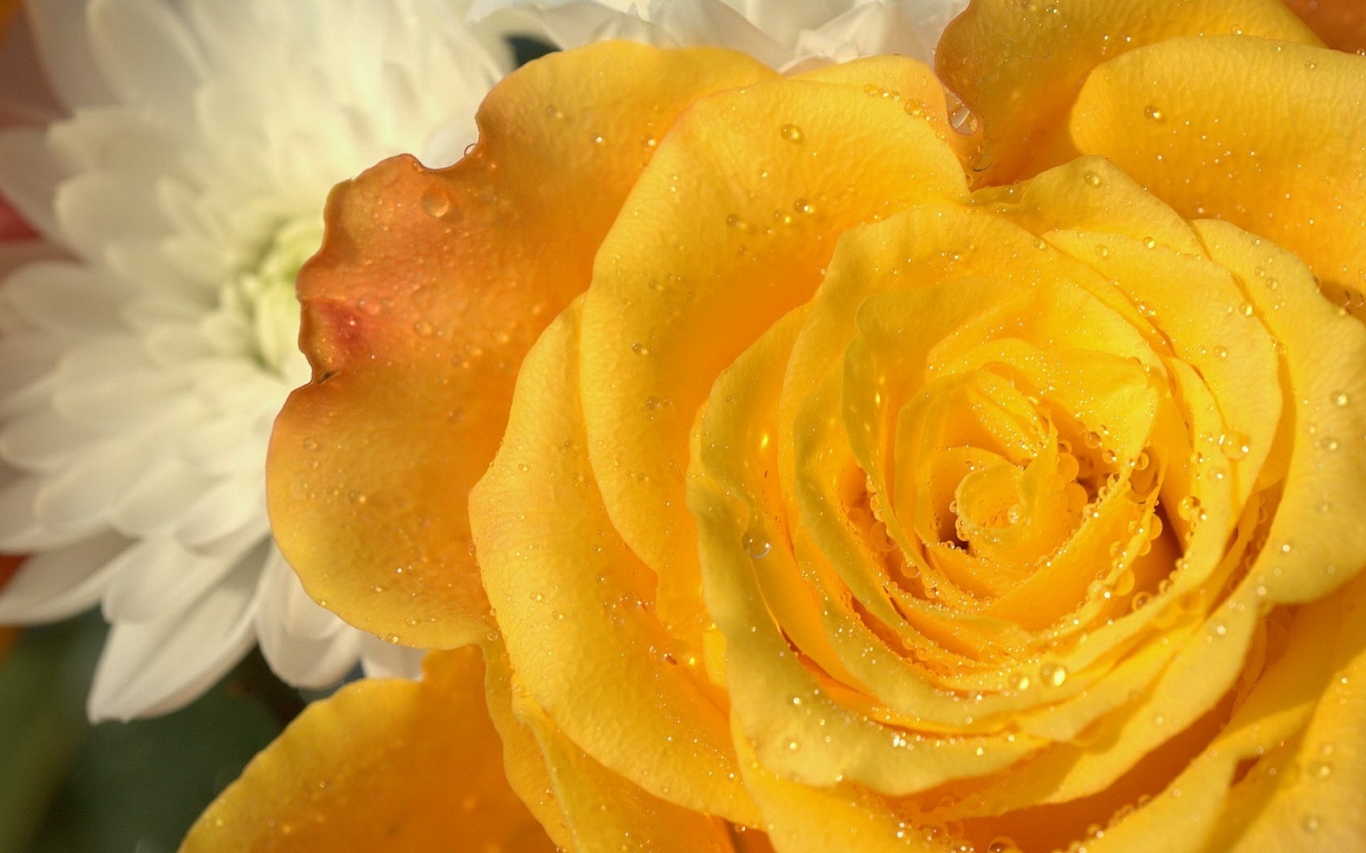 желтые розы фото с капельками росы