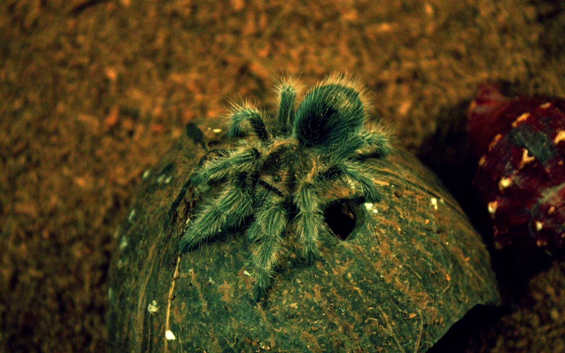 Кокосовый паук Тарантул