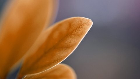 Лепестки, листья, размытые, фон
