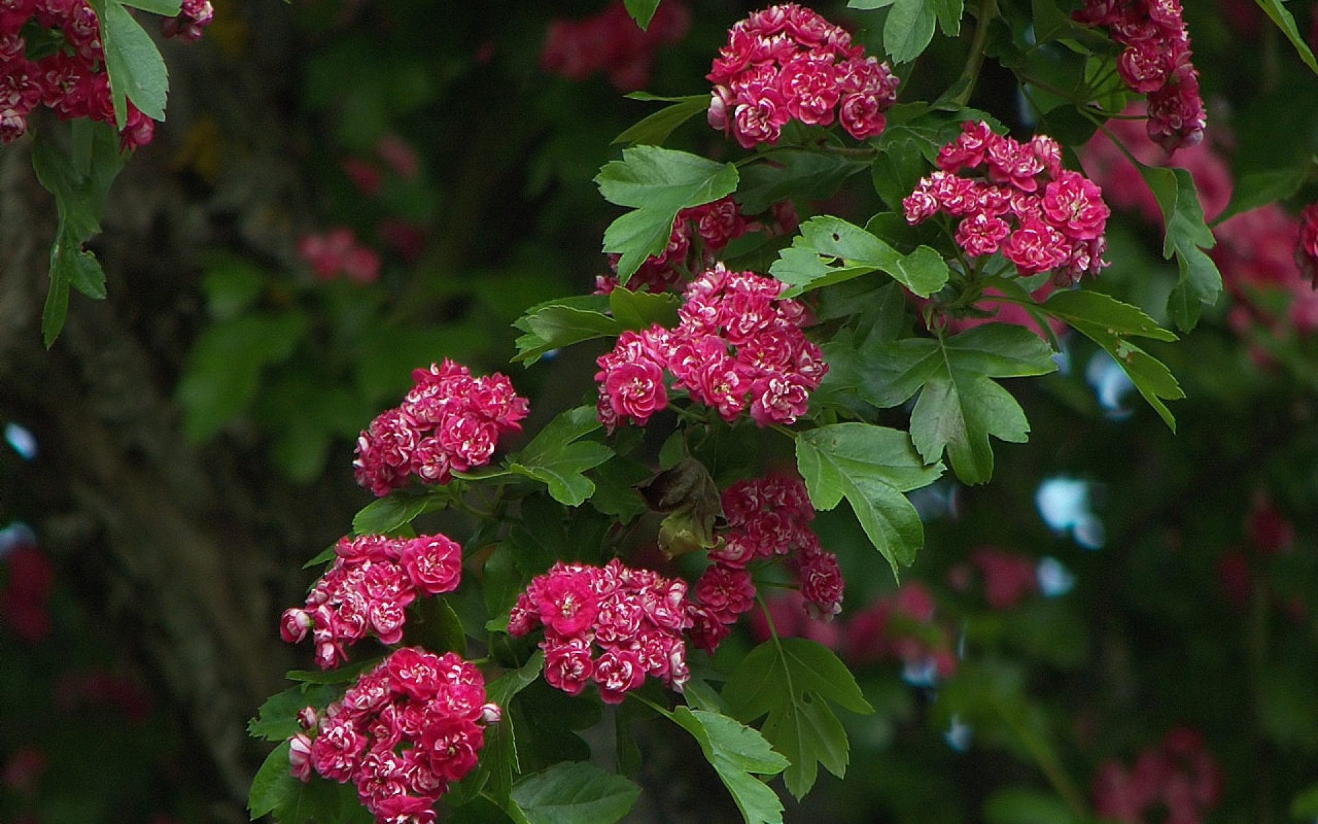 Кустарниках 4. Калина трехлопастная Spring Red Compact. Цветы кусты. Калина с розовыми цветами. Кусты с цветами названия.