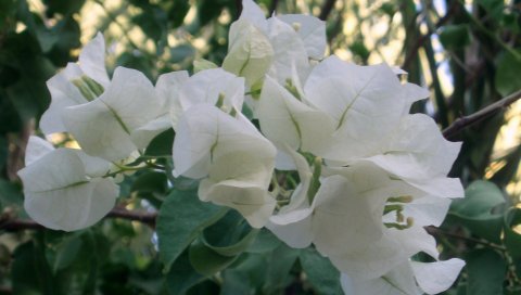Цветы, кусты, ветки, листья