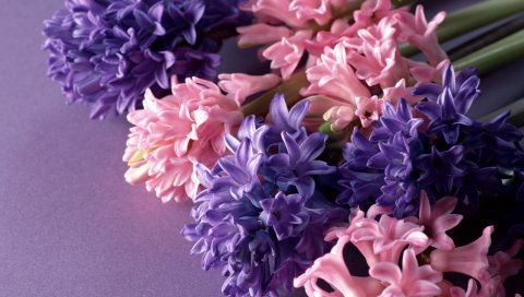 Гиацинты, цветы, разные, яркие, крупным планом