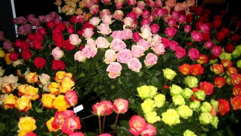 Розы, цветы, много, разные, счетчик, красота