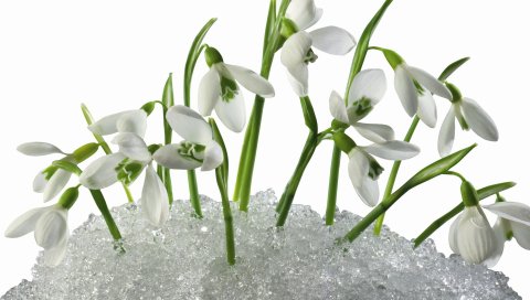 Подснежники, цветы, примулы, снег, весна