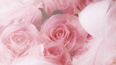 Розы, цветы, почки, сетка, перья, крупный план