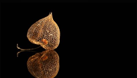 Physalis, коробка, отражение, фон