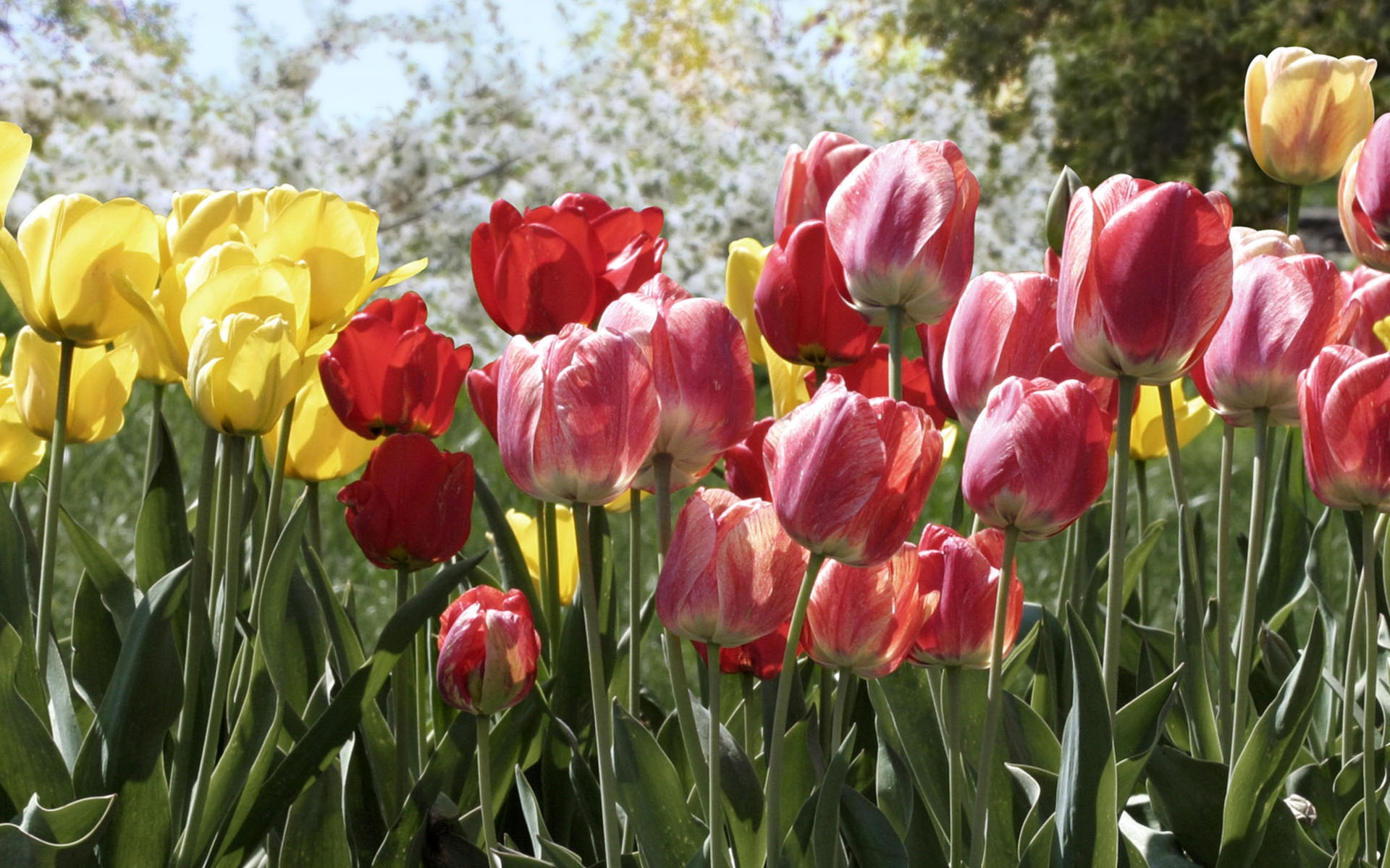 Картинки Тюльпаны, цветы, клумба, парк, весна, деревья фото и обои на рабочий стол