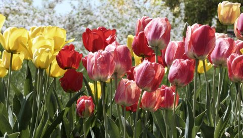 Тюльпаны, цветы, клумба, парк, весна, деревья