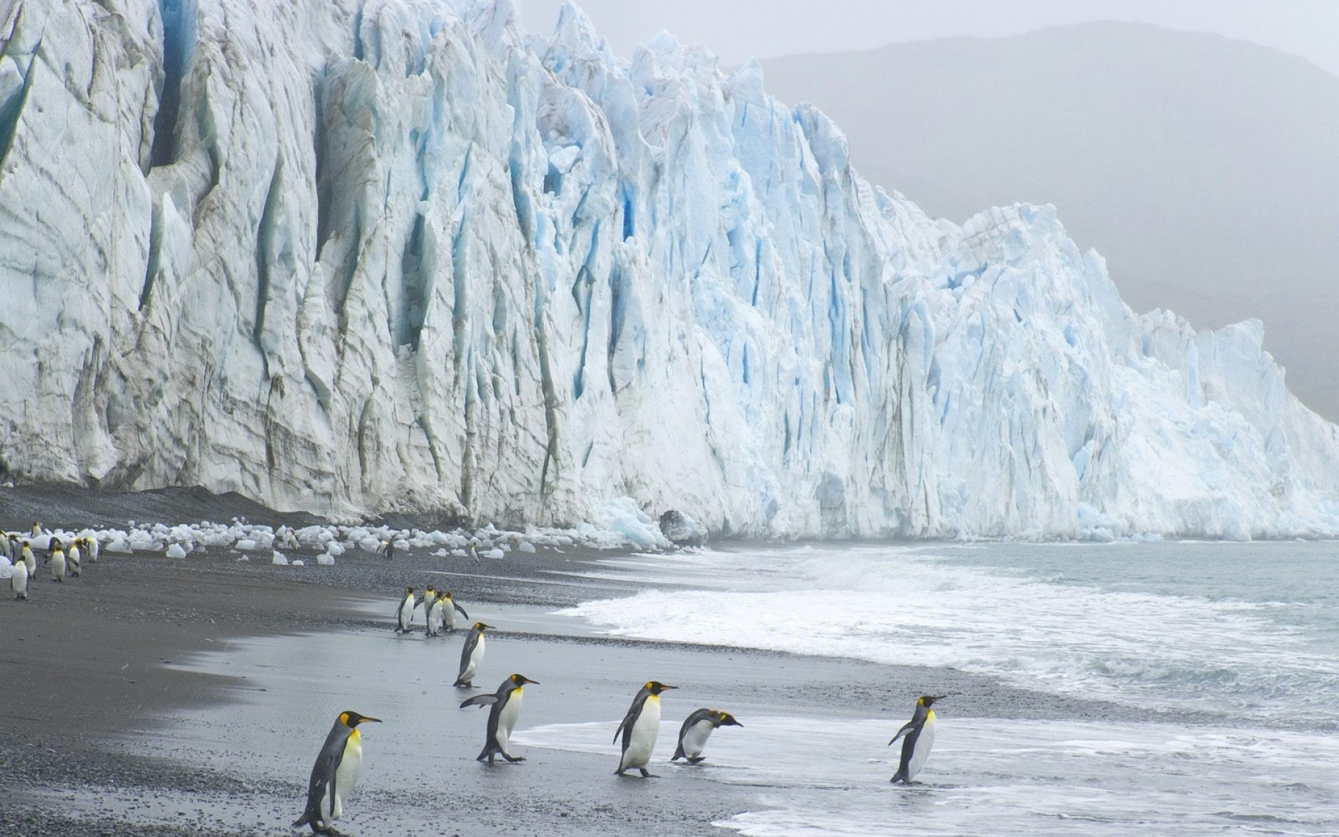 Картинки Королевские пингвины, побережье, океан, лед фото и обои на рабочий стол